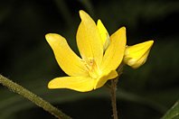 Lysimachia vulgaris